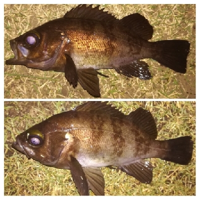 メバリング1840〜1920 2110〜2140