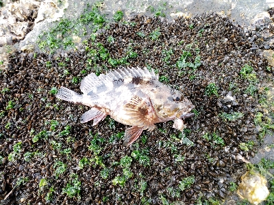 子どもとタッグで干潮穴釣り