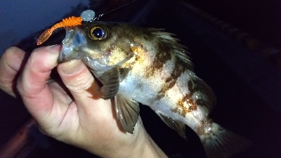 2020年3月5日釣行in箱崎ふ頭