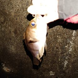 今日は渋かった