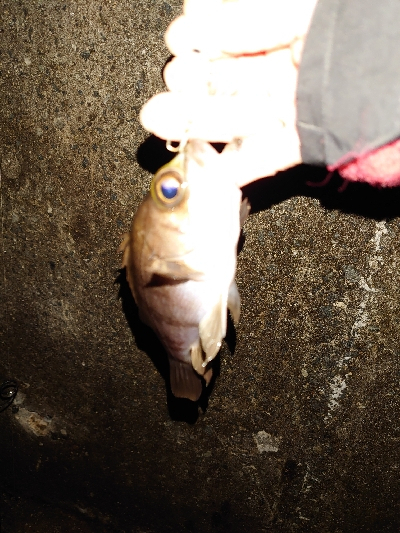 今日は渋かった