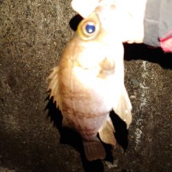 プラッキングはおもしろい