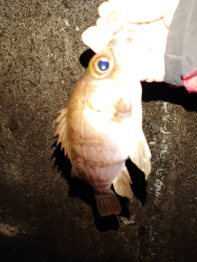 プラッキングはおもしろい