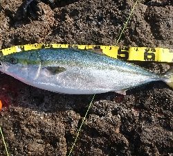 粘って粘ってなんとかゲット!