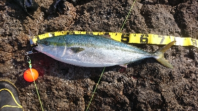 粘って粘ってなんとかゲット！