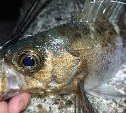 満月メバルを求めて