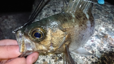 満月メバルを求めて