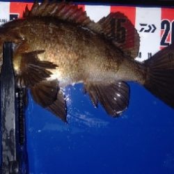 久しぶりの尺アジ&良型メバル