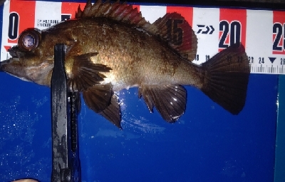 久しぶりの尺アジ&良型メバル