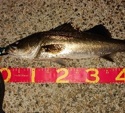 マイクロベイトパターン?！