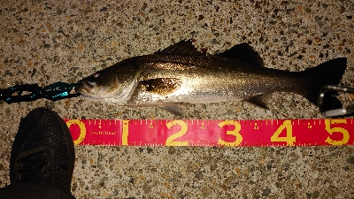 マイクロベイトパターン?！