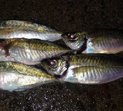 アジング終盤戦!まだまだ尺アジ狙えます!!