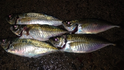 アジング終盤戦!まだまだ尺アジ狙えます!!