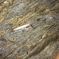 アジを釣りに行ったつもりが…