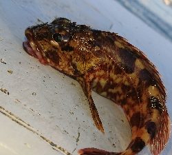 南港ガシリング