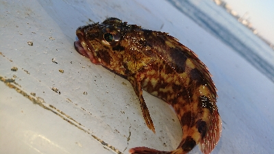 南港ガシリング