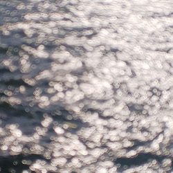 エビ撒きハマリすぎ