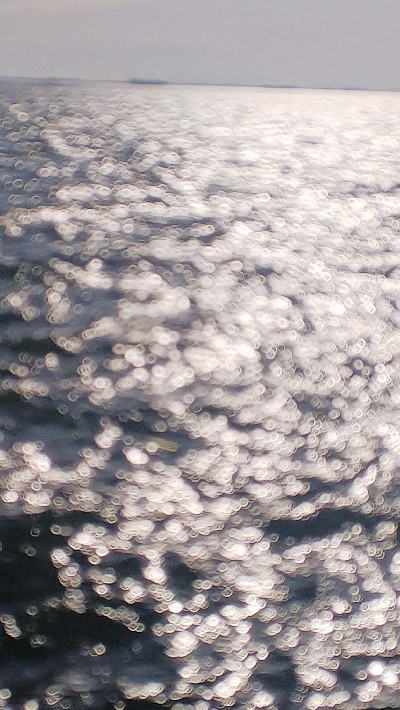 エビ撒きハマリすぎ