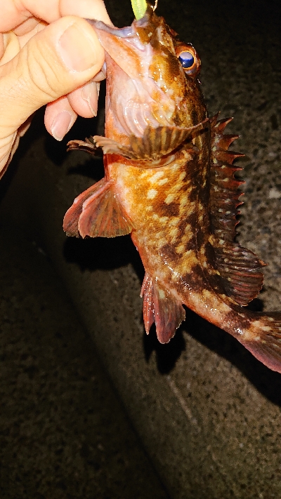 短時間入れ食い！