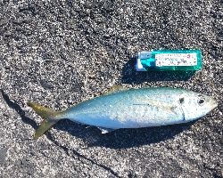 大入島の沖堤防にて年なし