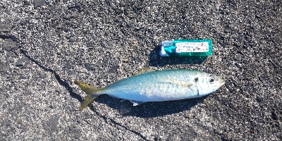 大入島の沖堤防にて年なし