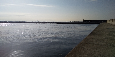 サバはどこへ…