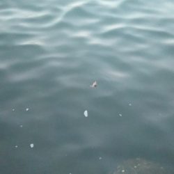 コメバルパーティー