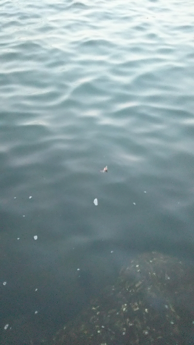 コメバルパーティー