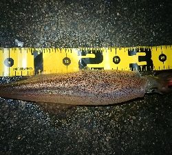 朝マズメヤリイカ狙い