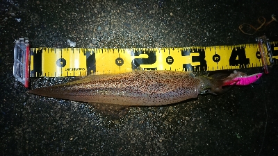 朝マズメヤリイカ狙い