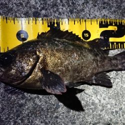 ちょこっとメバリング