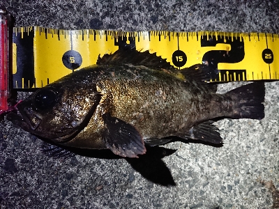 ちょこっとメバリング