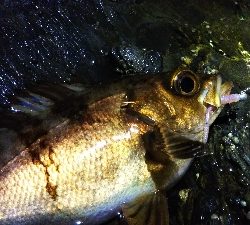釣れる時は釣れる