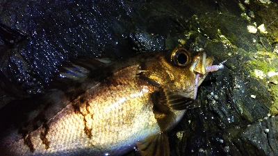 釣れる時は釣れる
