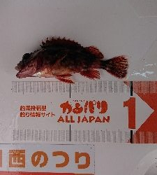 カレイ狙い、他