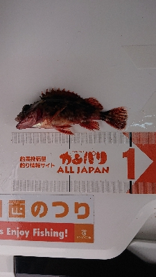 カレイ狙い、他