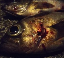 予想的中ヤッホー