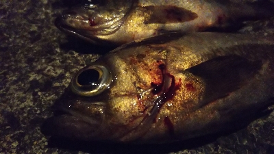 予想的中ヤッホー