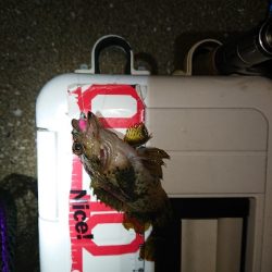 サイズが、伸びず