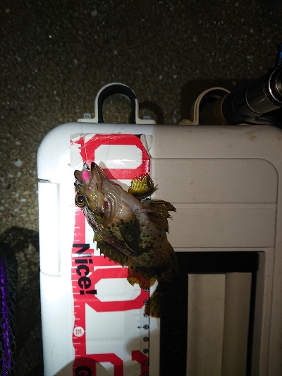 サイズが、伸びず