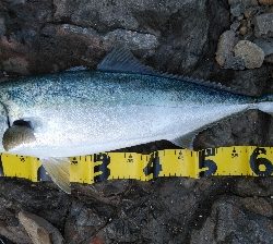 北西爆風サラシの中から飛び出したのは