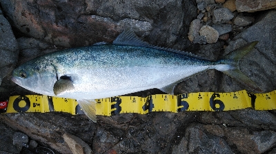 北西爆風サラシの中から飛び出したのは