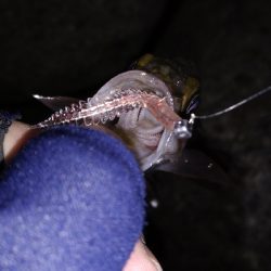 ナイトメバリング