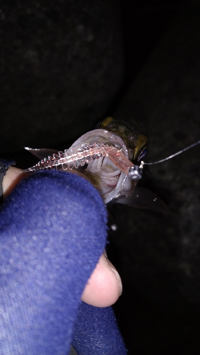 ナイトメバリング