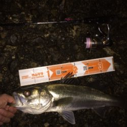 メバルプラグ好調です