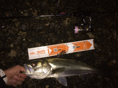 メバルプラグ好調です