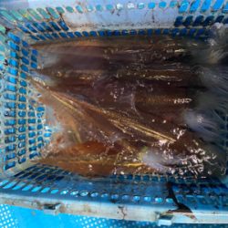 今年初イカメタルはヤリイカ