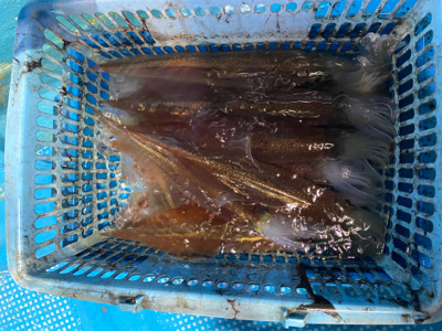 今年初イカメタルはヤリイカ