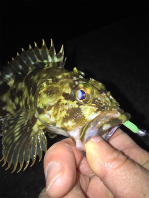 メバルとガシラ