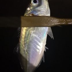 アジング 練習 120